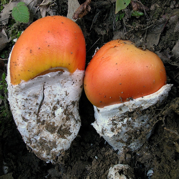 Slika Amanita caesarea