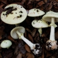 Slika Amanita citrina