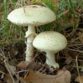 Slika Amanita citrina
