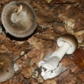 Slika Amanita battarrae