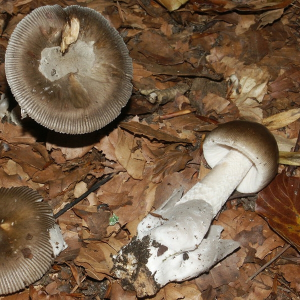 Slika Amanita battarrae