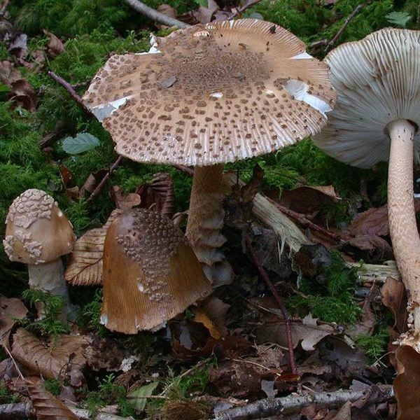 Slika Amanita beckeri