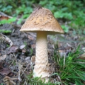 Slika Amanita beckeri