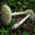 Slika Amanita eliae