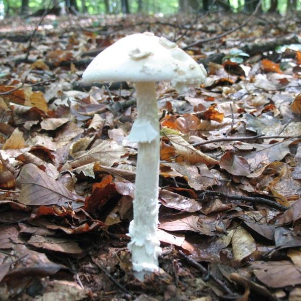 Slika Amanita eliae