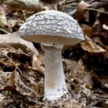 Slika Amanita excelsa