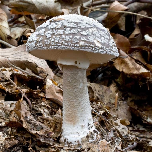 Slika Amanita excelsa
