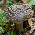 Slika Amanita excelsa