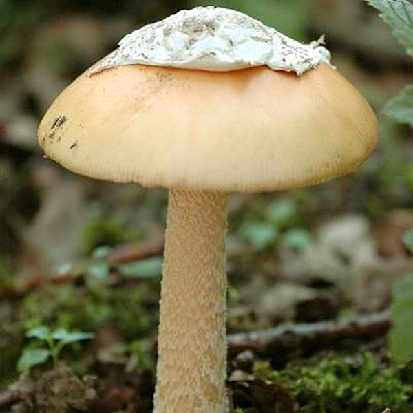 Slika Amanita crocea
