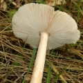 Slika Amanita crocea