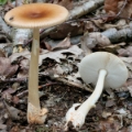 Slika Amanita fulva