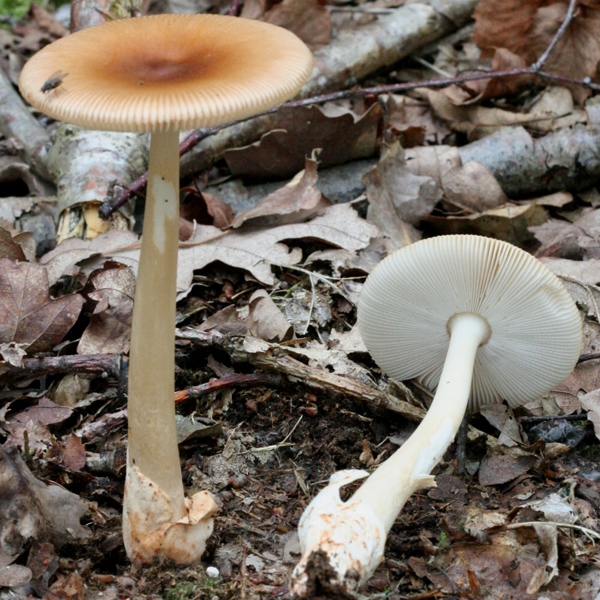 Slika Amanita fulva