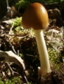 Slika Amanita fulva