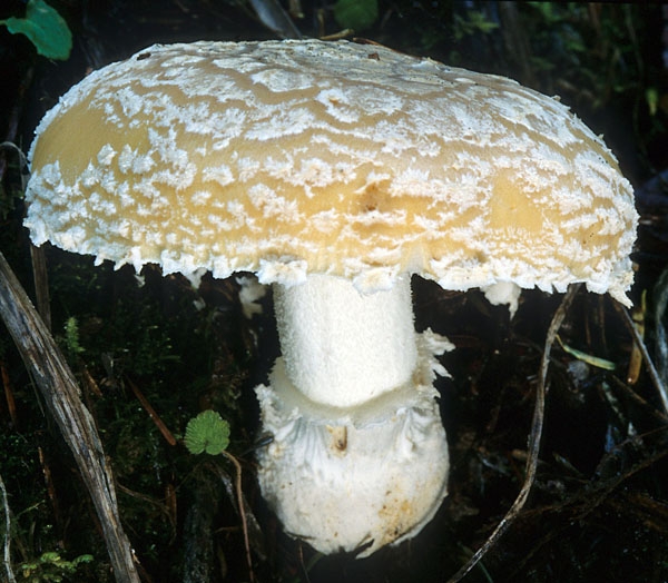 Slika Amanita gemmata