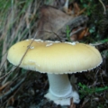 Slika Amanita gemmata