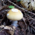 Slika Amanita gemmata