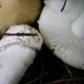 Slika Amanita gemmata