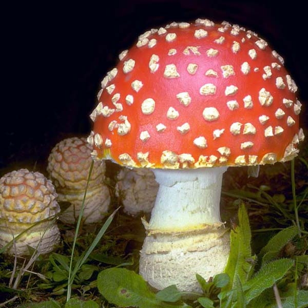 Slika Amanita muscaria