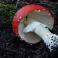 Slika Amanita muscaria