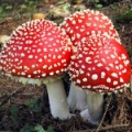 Slika Amanita muscaria
