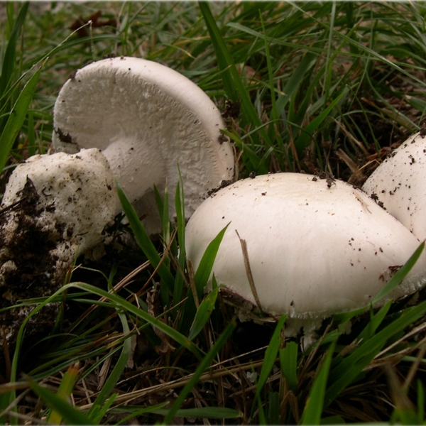 Slika Amanita ovoidea