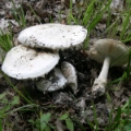Slika Amanita ovoidea