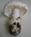 Slika Amanita ovoidea
