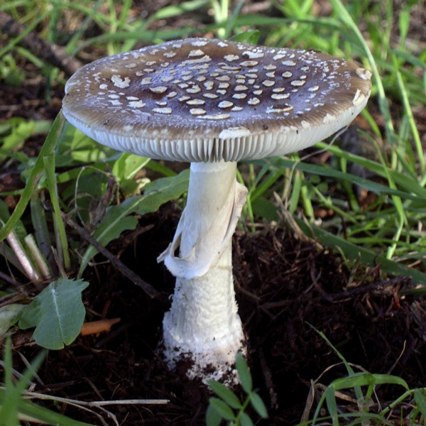Slika Amanita pantherina