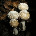 Slika Amanita pantherina
