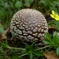 Slika Amanita pantherina