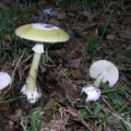 Slika Amanita phalloides