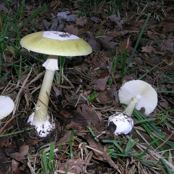 Slika Amanita phalloides