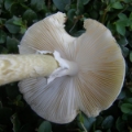 Slika Amanita phalloides