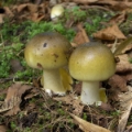 Slika Amanita phalloides