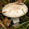 Slika Amanita porphyria