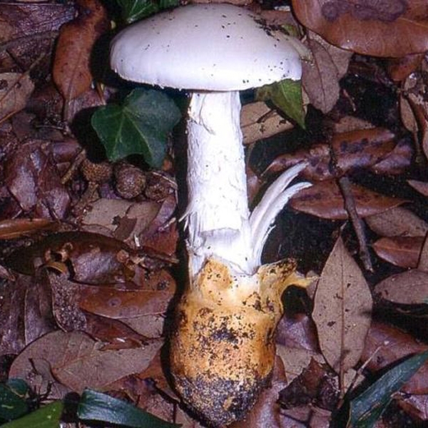 Slika Amanita proxima