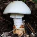 Slika Amanita proxima
