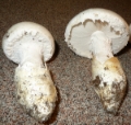 Slika Amanita proxima