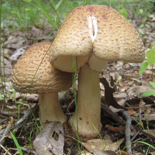 Slika Amanita rubescens