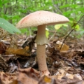 Slika Amanita rubescens