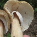 Slika Amanita rubescens