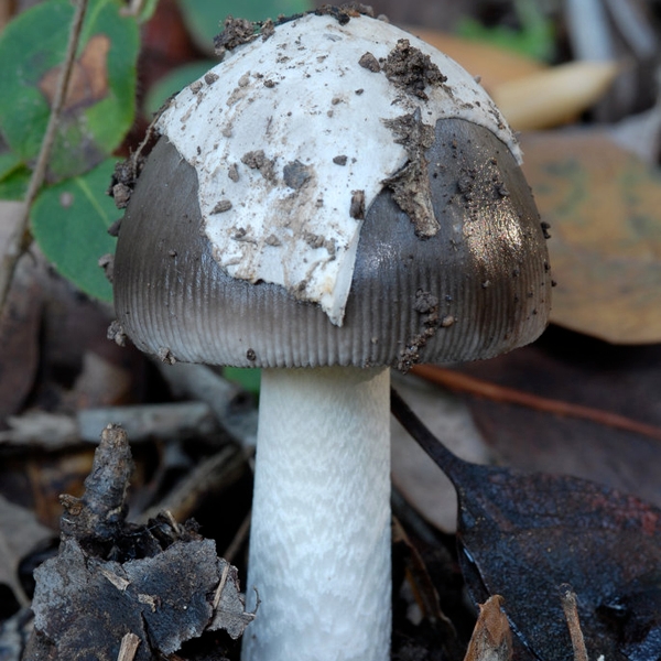 Slika Amanita vaginata