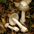 Slika Amanita vaginata