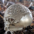 Slika Amanita vaginata