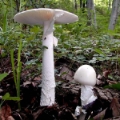 Slika Amanita verna