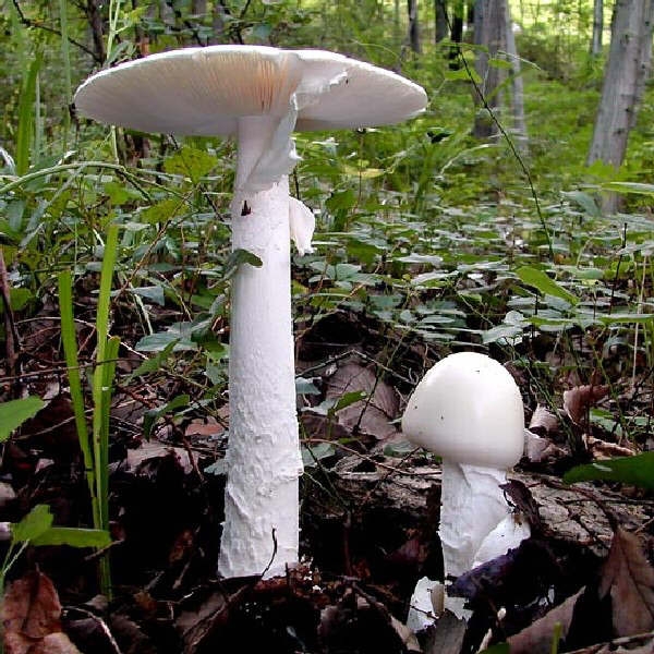 Slika Amanita verna
