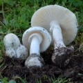 Slika Amanita verna