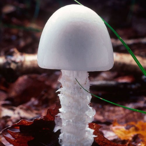 Slika Amanita virosa