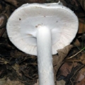 Slika Amanita virosa