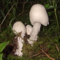 Slika Amanita virosa
